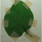 BasteLeaf