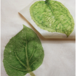 RemoveLeaf2