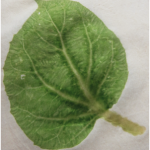RemoveLeaf3