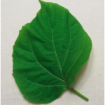 SelectLeaf